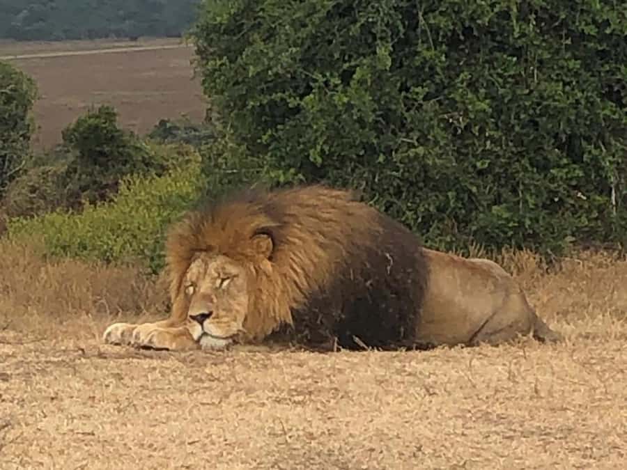 Safari into Schotia Half Day Tour - What happens during the drive: a realistic game plan for your eyes and camera