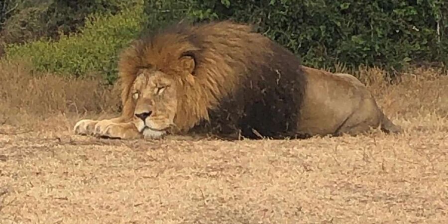 Safari into Schotia Half Day Tour - What to bring, and what to leave at home