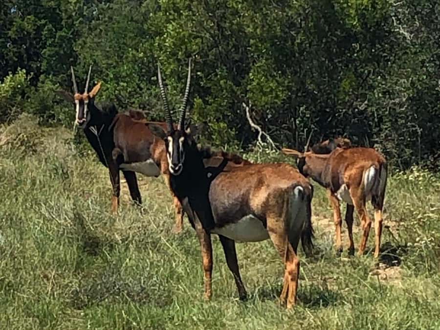 Safari into Schotia Half Day Tour - Open safari vehicle: why the ride matters as much as the animals