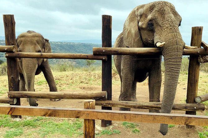 Safari & PheZulu Village Day Tour from Durban - Lions, elephants, and Zulu culture in one Durban day