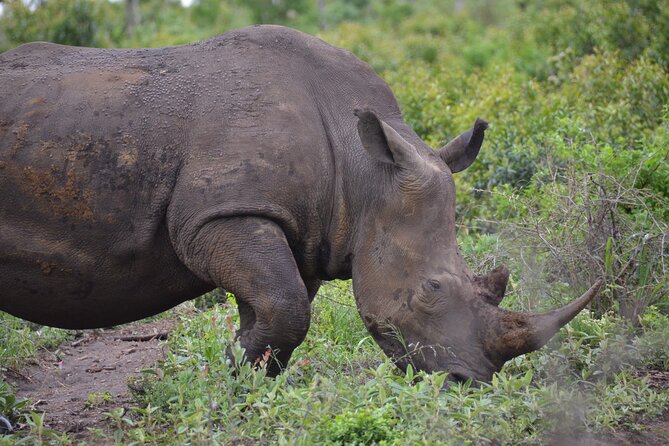 Safari & PheZulu Village Day Tour from Durban - Stop 1 at Natal Lion Park: the up-close big-cat moment