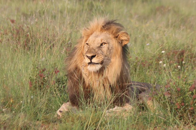 Safari Pilanesberg Nature Reserve & Monkey Sanctuary - Why Pilanesberg and Bush Babies make this a smart 12-hour day