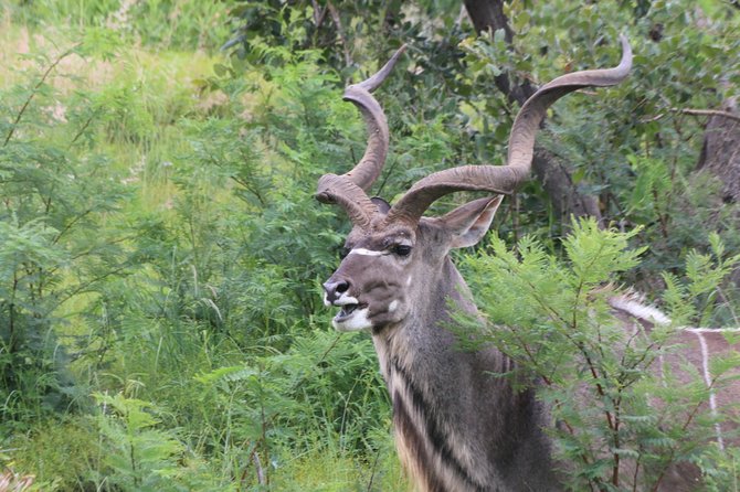 Safari Pilanesberg Nature Reserve & Monkey Sanctuary - Price and what you truly get for $152.50
