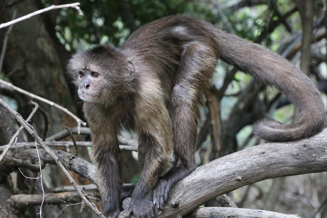 Safari Pilanesberg Nature Reserve & Monkey Sanctuary - Bush Babies Monkey Sanctuary: rescued primates in a better life