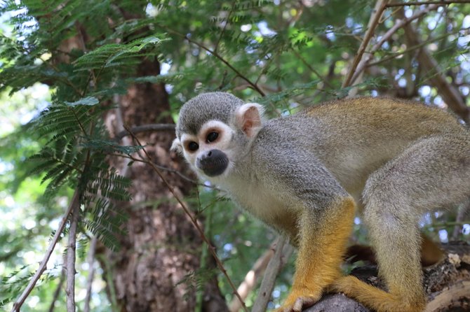 Safari Pilanesberg Nature Reserve & Monkey Sanctuary - Comfort and small-group dynamics that affect the whole day