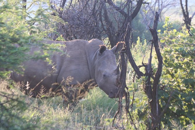 Safari Pilanesberg Nature Reserve & Monkey Sanctuary - 05h00 pickup: handling the long day from Johannesburg
