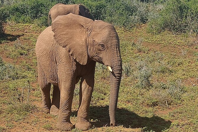 Schotia Big 5 Safari Port Elizabeth (optional accommodation) - Key moments that make this safari worth your time