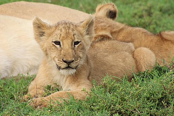 Schotia Big 5 Safari Port Elizabeth (optional accommodation) - The schedule that keeps you moving, two drives plus a lapa meal