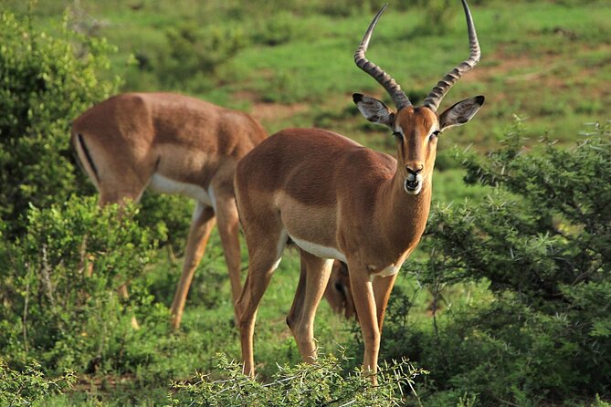 Schotia Big 5 Safari Port Elizabeth (optional accommodation) - What you can realistically hope to see on the Tooth and Claw Safari