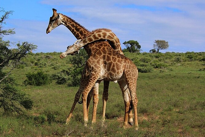 Schotia Big 5 Safari Port Elizabeth (optional accommodation) - Small group size, pickup, and transport details that matter