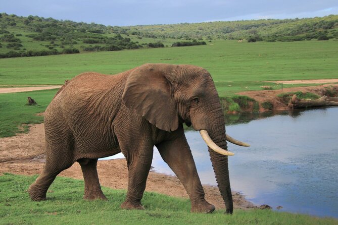 Schotia Big 5 Safari Port Elizabeth (optional accommodation) - Price and value: what $296.63 actually buys you