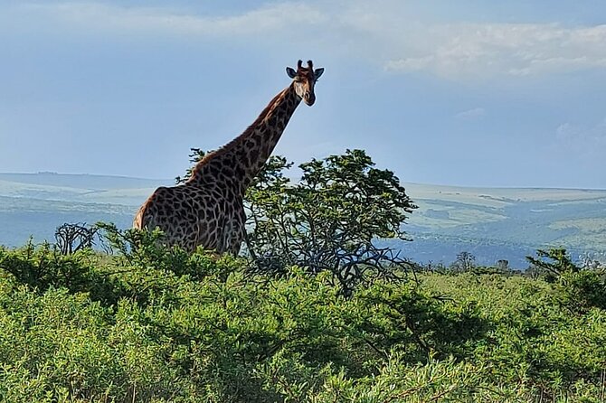 Schotia Big 5 Safari Port Elizabeth (optional accommodation) - Open safari vehicles: close-up viewing, plus the weather reality