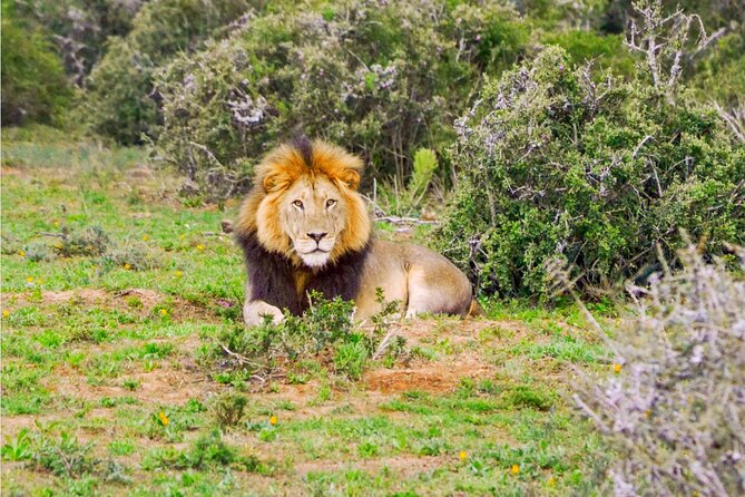 Schotia Game Reserve Tour with Port Pickup, Next to Addo Park - Entering Schotia Private Game Reserve: what you can expect to see