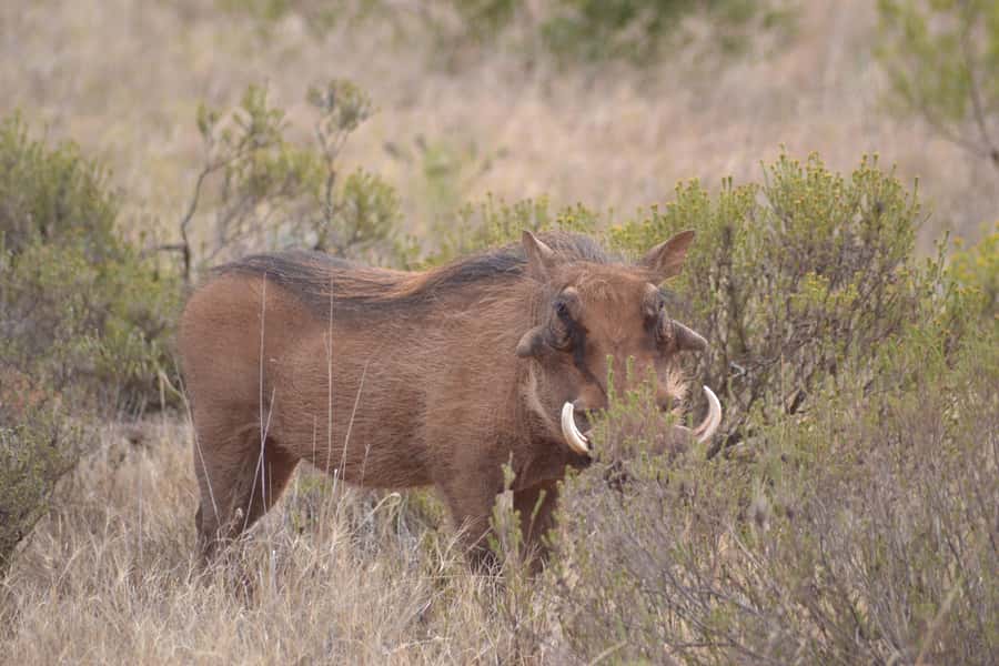 Schotia: Open Safari Jeep - Full Day Safari with Lunch - Key highlights to watch for