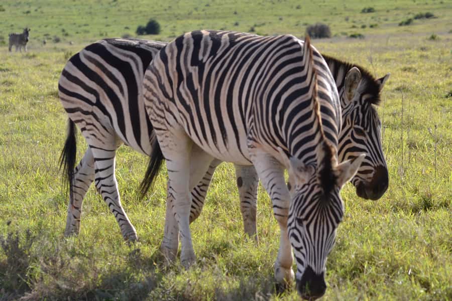 Schotia: Open Safari Jeep - Full Day Safari with Lunch - The 10:00 tea and rusks break in a huge open-air lapa