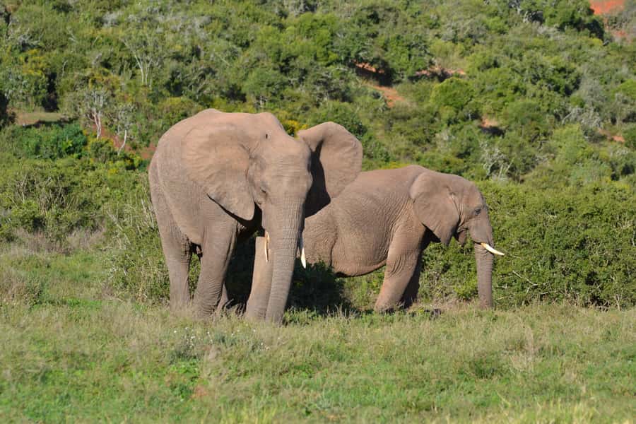 Schotia: Open Safari Jeep - Full Day Safari with Lunch - What’s included for your $196, and what that price is really buying