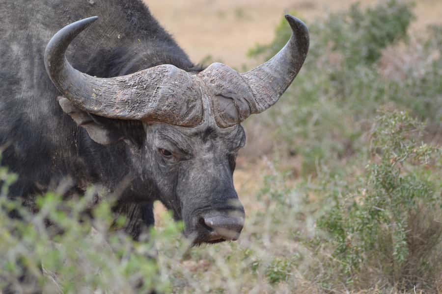 Schotia: Open Safari Jeep - Full Day Safari with Lunch - Practical tips so your day stays comfortable and smooth