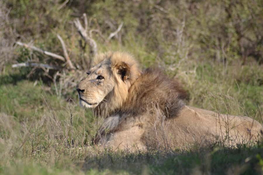 Schotia: Open Safari Jeep - Full Day Safari with Lunch - Your day’s timing, pick-up options, and what to expect in the morning