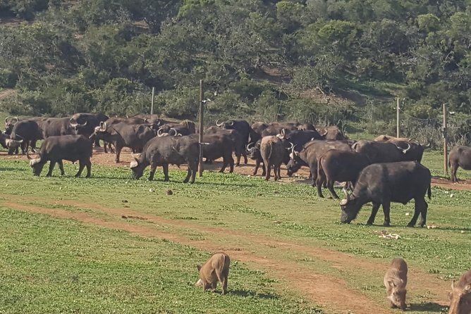 Schotia open vehicle safari game drive maximum 10 pax - Key things to know before you go