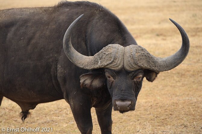 Schotia open vehicle safari game drive maximum 10 pax - After dark on an open vehicle: hyenas, aardvark, cats, and more