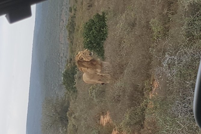 Schotia open vehicle safari game drive maximum 10 pax - Learn the African sky while you scan for animals