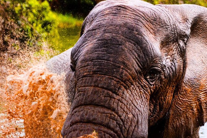 Schotia open vehicle safari game drive maximum 10 pax - Guide quality, vehicle comfort, and one practical window tip