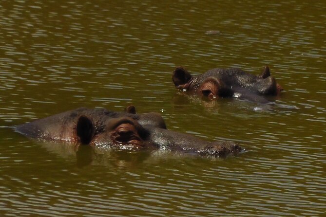 Schotia Private Game African Safari Guided Tour - 4x4 open-vehicle guiding: the small-group advantage that helps you spot animals