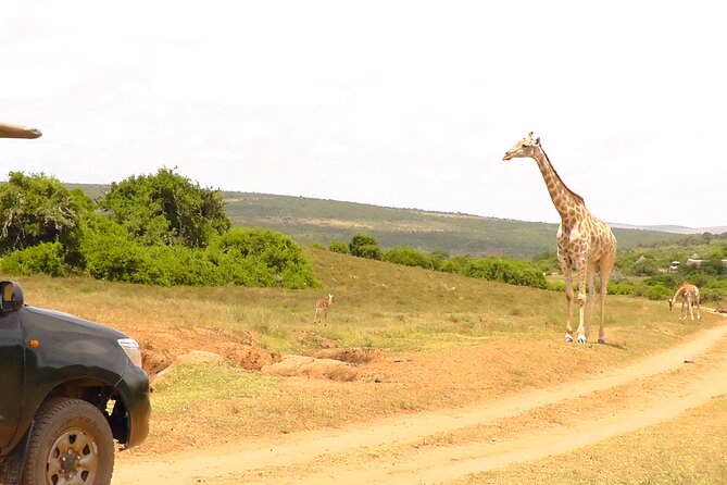 Schotia Private Game African Safari Guided Tour - Schotia Tooth and Claw Safari: what the 4 hours inside the reserve feels like