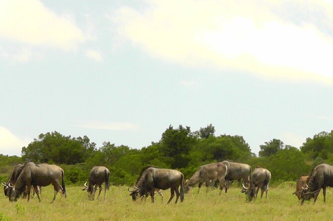 Schotia Private Game African Safari Guided Tour - Snack stop inside the reserve: a small break that keeps the day enjoyable