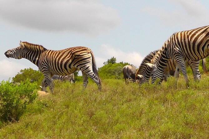 Schotia Private Game African Safari Guided Tour - Wildlife variety, including what Addo may not cover