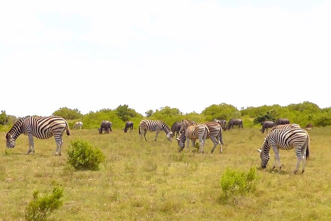 Schotia Private Game African Safari Guided Tour - Tips for your best shots and best viewing from an open 4x4