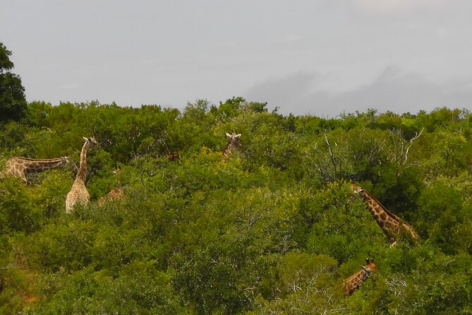 Schotia Private Game African Safari Guided Tour - The half-day timing decision: morning 08:00 to 14:00 vs afternoon 13:00 to 18:00