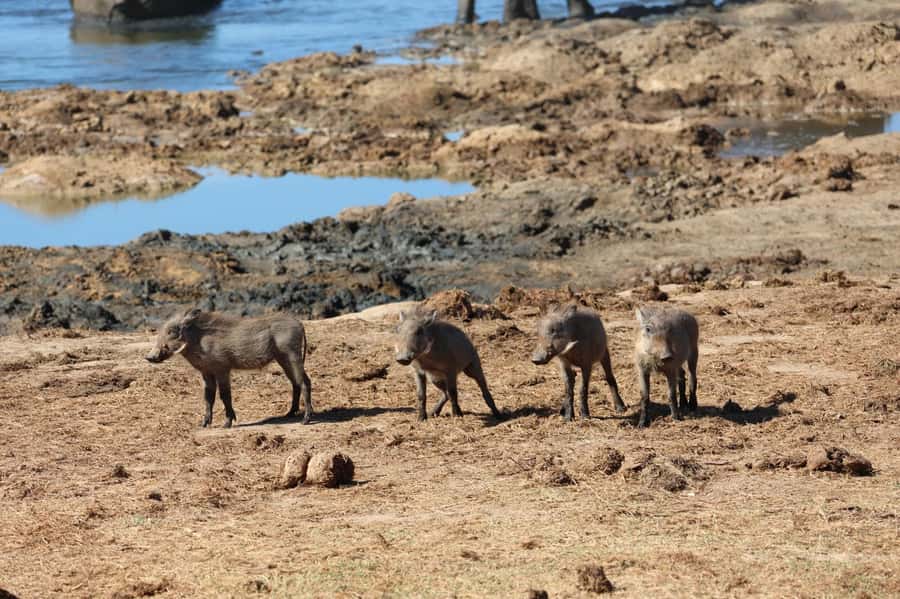 Schotia Private Game Reserve Safari - Conservation and habitat restoration: what you learn matters