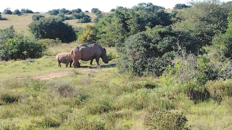 Schotia Private Game Reserve Safari - Who this safari fits best