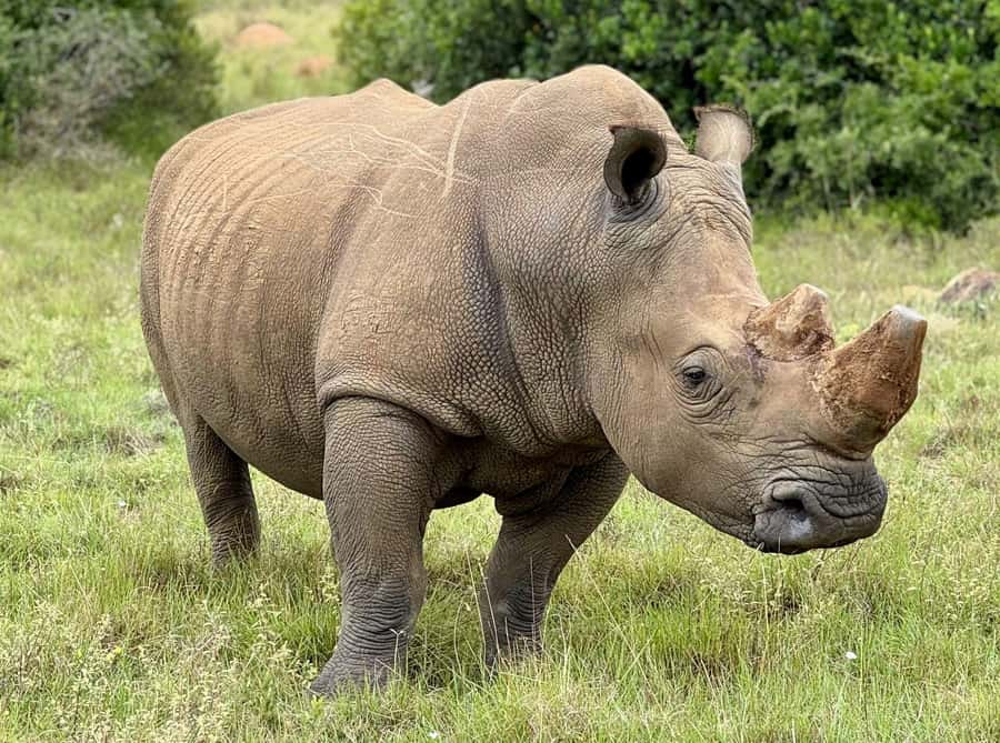 Schotia Private Game Reserve Safari - Should you book the Schotia Private Game Reserve safari?