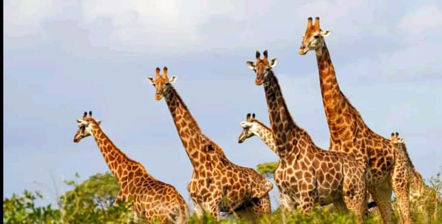 Schotia Safaris: Best Wildlife Encounters in Port Elizabeth - Key Things I’d Want You to Notice
