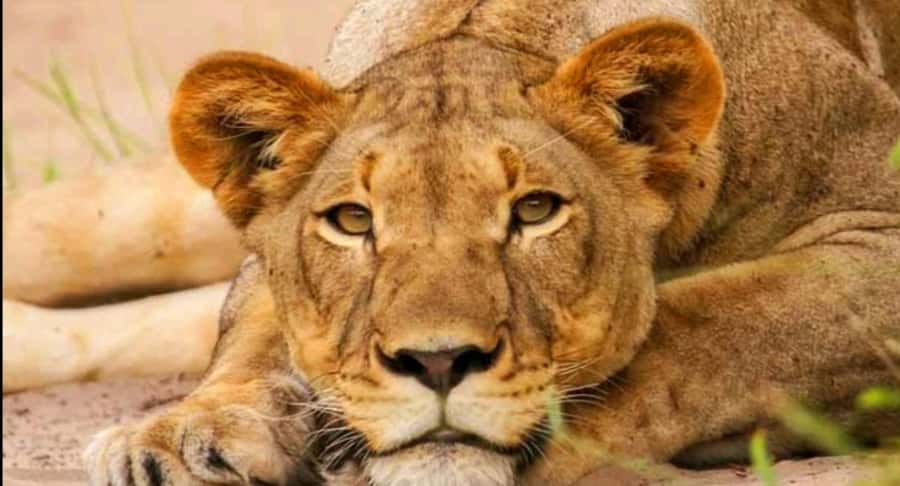 Schotia Safaris: Best Wildlife Encounters in Port Elizabeth - Elephants and the Addo Area Focus, What You’re Chasing