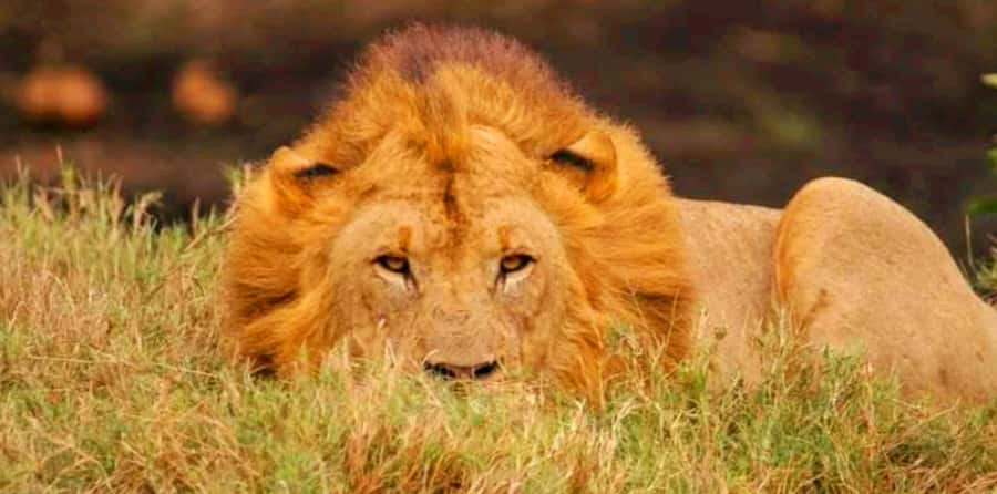 Schotia Safaris: Best Wildlife Encounters in Port Elizabeth - The 4x4 Ride Comfort Question, and How to Protect Yourself