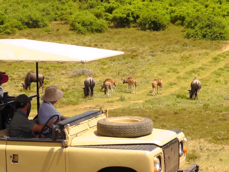 Schotia Safaris: Best Wildlife Encounters in Port Elizabeth - Snacks, Water, and Alcohol Expectations at the Break