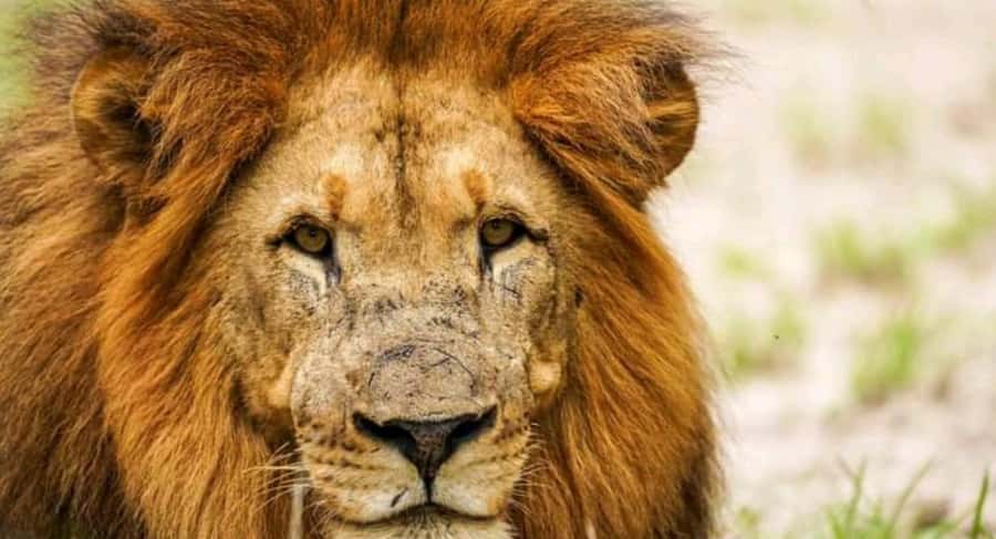 Schotia Safaris: Best Wildlife Encounters in Port Elizabeth - What Makes the Guide a Big Part of the Value