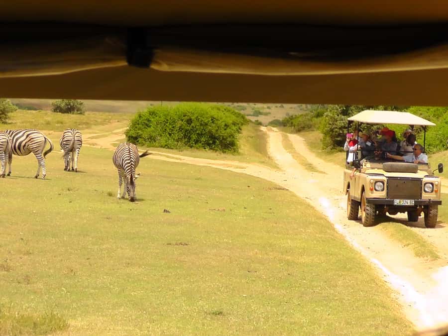 Schotia Safaris: Best Wildlife Encounters in Port Elizabeth - Value and Price, Is $227 Worth Your Shore Time?