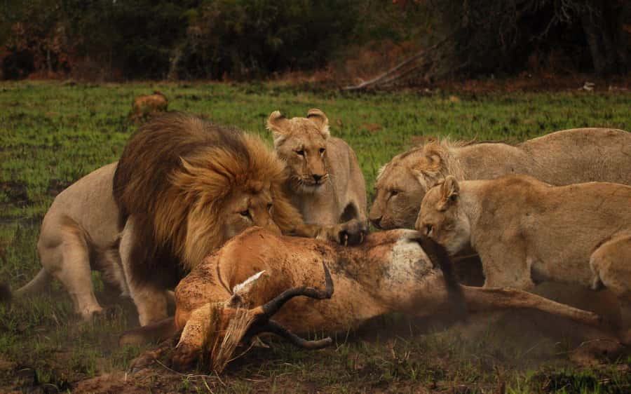 Schotia Safaris: Best Wildlife Encounters in Port Elizabeth - Should You Book Schotia Safaris From Port Elizabeth?