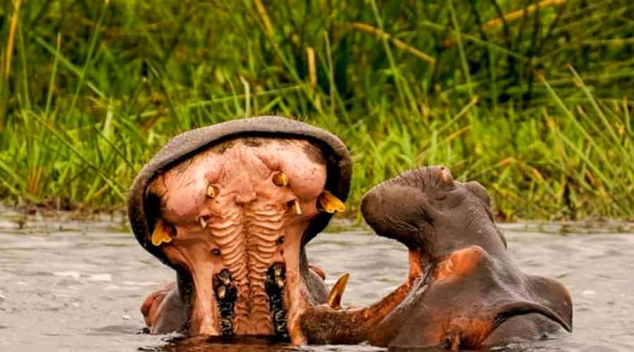 Schotia Safaris: Best Wildlife Encounters in Port Elizabeth - The 4-Hour Game Drive That Actually Matters