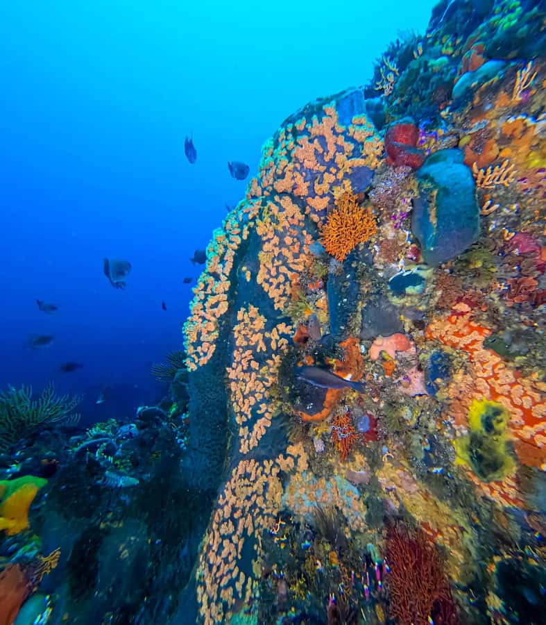 Scuba Dive in Cape Town: 2 Dives for certified divers - Key highlights worth getting excited about