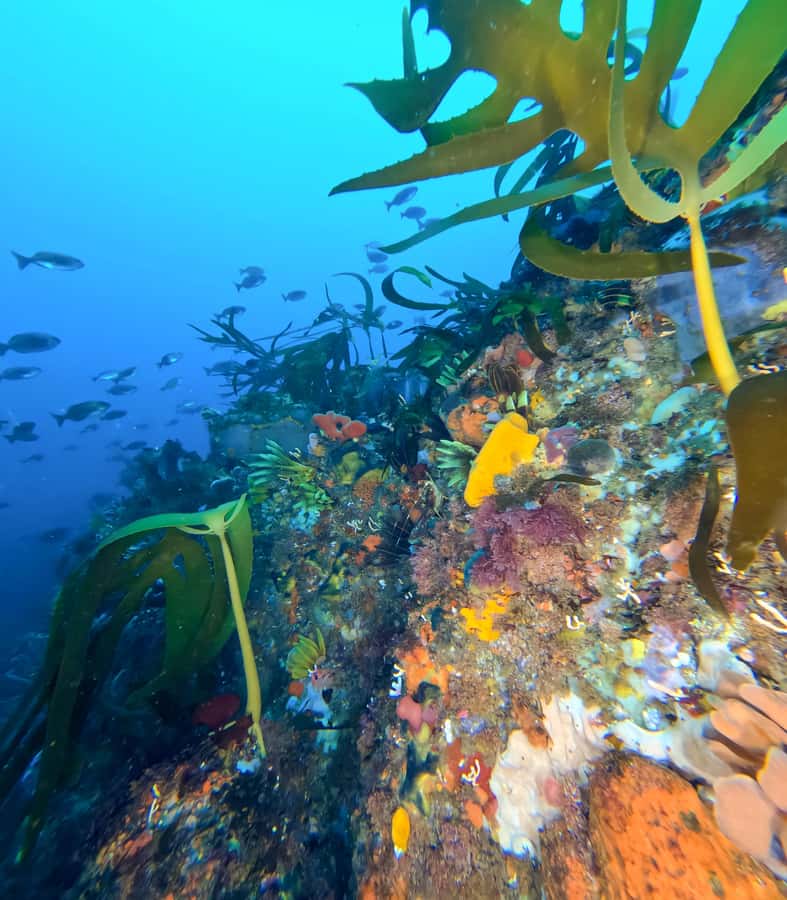 Scuba Dive in Cape Town: 2 Dives for certified divers - Simon’s Town check-in and gear setup, without rushing you