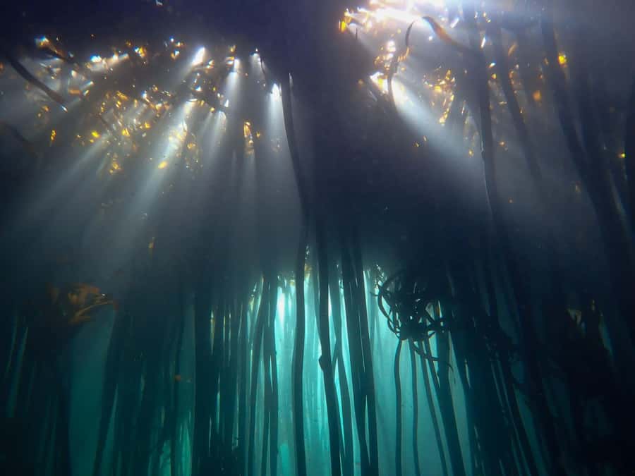 Scuba Dive in Cape Town: 2 Dives for certified divers - First underwater stop: colorful reefs or historic shipwrecks