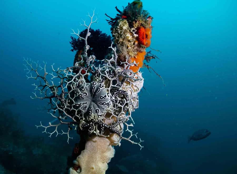 Scuba Dive in Cape Town: 2 Dives for certified divers - The in-between break: hot chocolate, snacks, and warming up
