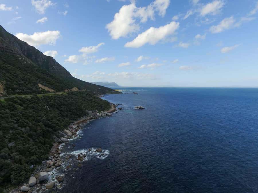 Scuba Dive in Cape Town: 2 Dives for certified divers - Kelp Forest session: where the action hides in the fronds