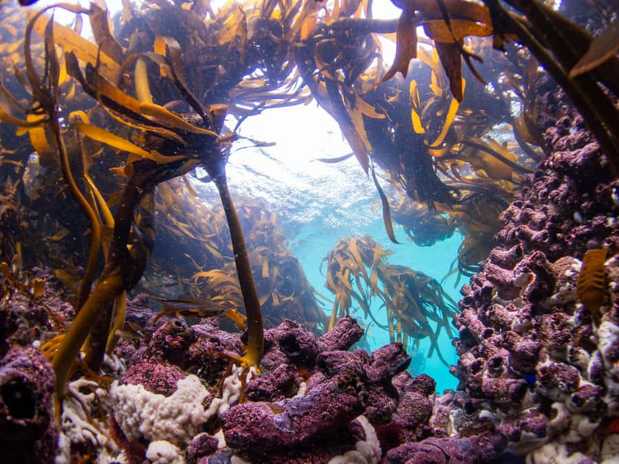 Scuba Dive in Cape Town: 2 Dives for certified divers - What’s included in the price, and where you save effort
