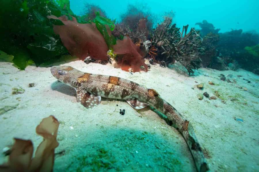Scuba Dive in Cape Town: 2 Dives for certified divers - Who should book this (and who should not)